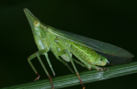 Europäischer Laternenträger (Dictyophara europaea) - © Gernot Kunz